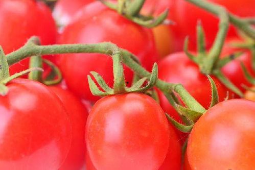 吃瓜搞笑小说番茄免费阅读,笑料百出,瓜田里的欢乐时光 第2张 吃瓜搞笑小说番茄免费阅读,笑料百出,瓜田里的欢乐时光 第2张